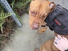 found dog in Spokane, Washington