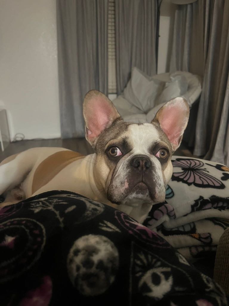 Lost Dog in Aurora, Colorado — listing photo