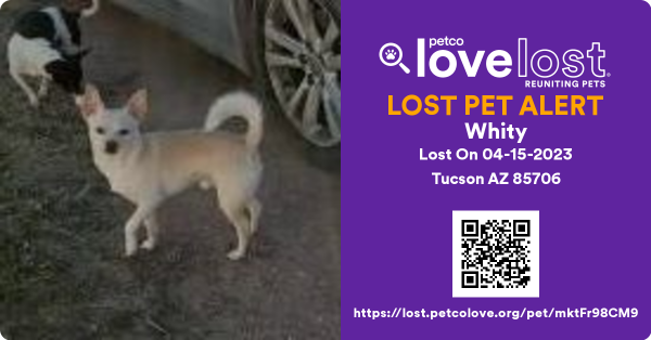 Lost Dog in Tucson, Arizona — listing photo