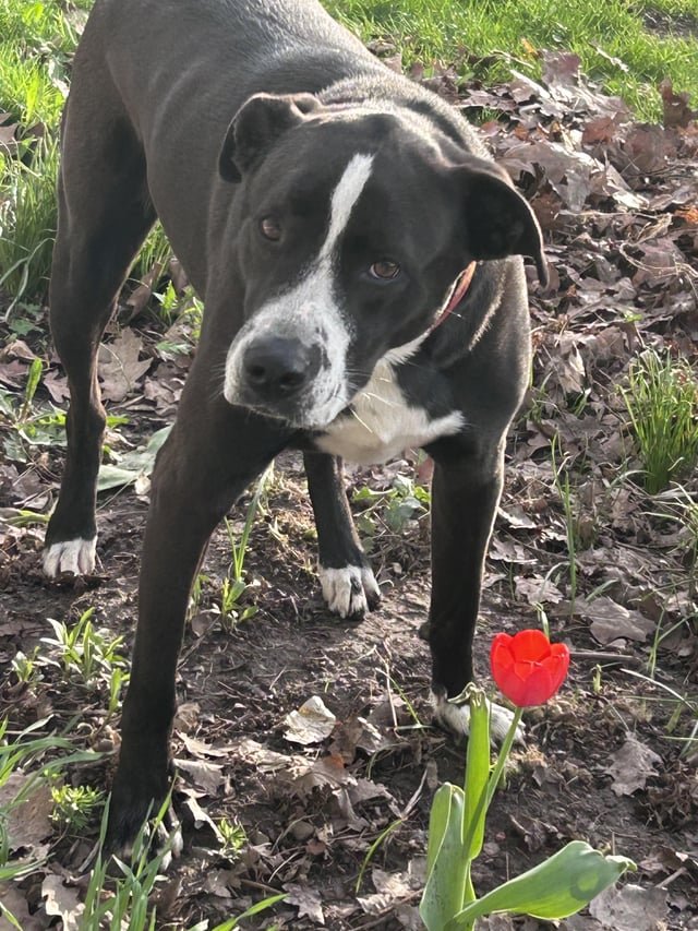 Pet alert in Buffalo, New York — Looking for a blind ‘blue heeler’