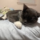 lost pet in Buffalo, New York