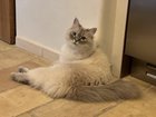 lost cat in K