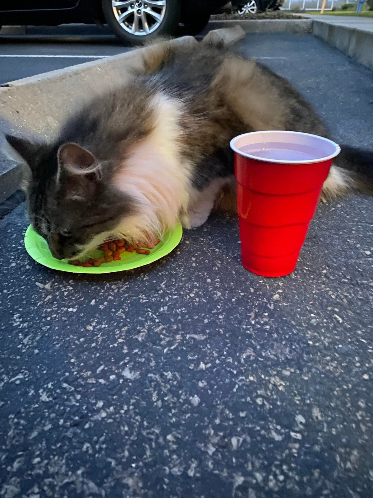 Lost Cat in Orlando, Florida — Stray cat possible lost pet in Championsgate area