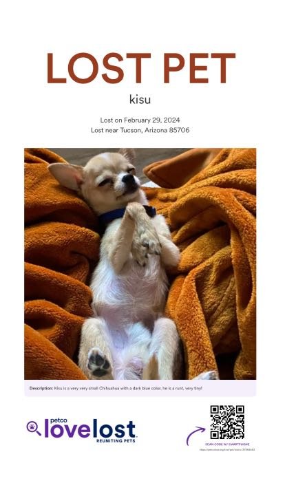 Lost Dog in Tucson, Arizona — listing photo