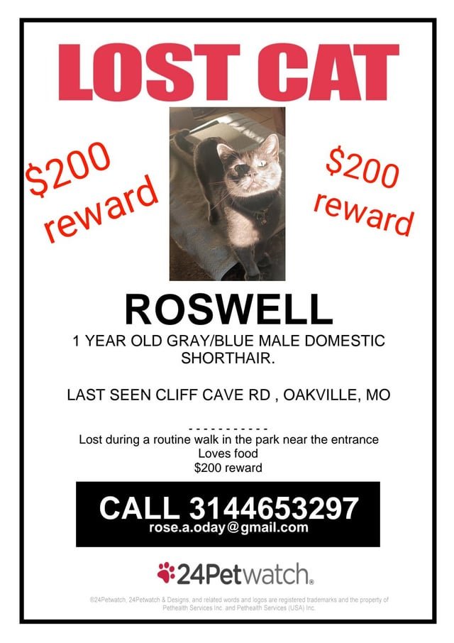 Lost Pet in St. Louis, Missouri — listing photo