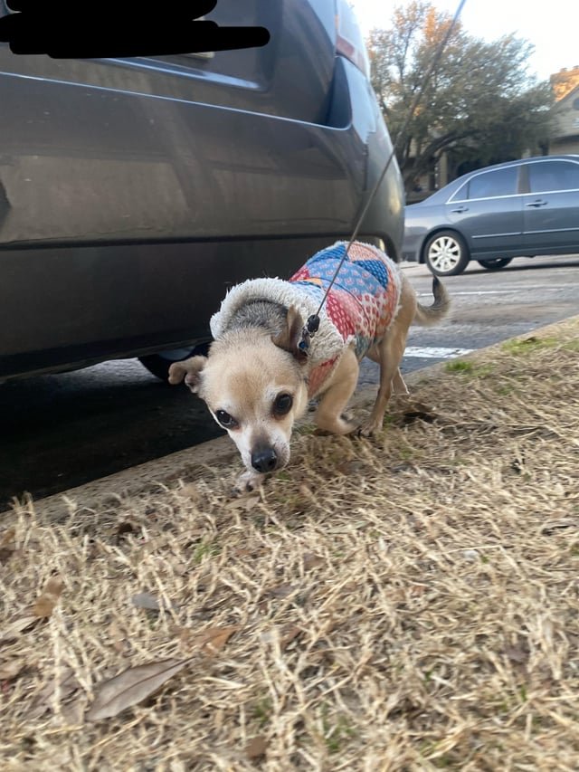 lost dog in Dallas, Texas