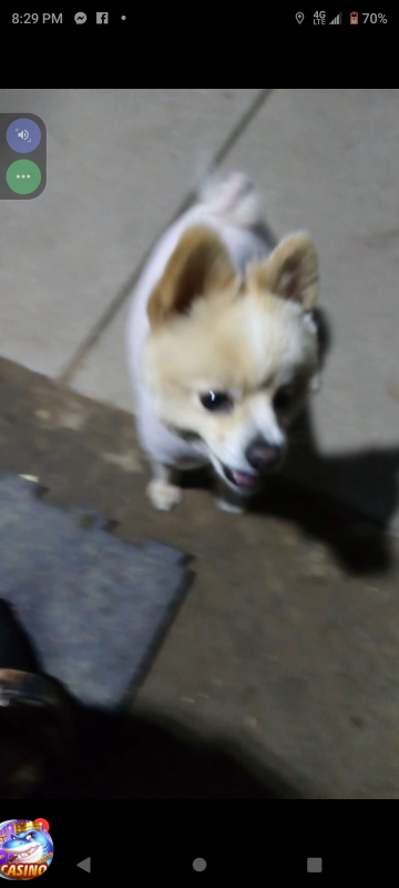 Found Dog in Ceres, California — listing photo