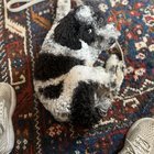 Found Dog in Washington, District of Columbia — listing photo