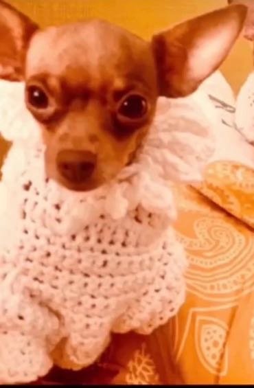 Lost Dog in Durham, North Carolina — listing photo