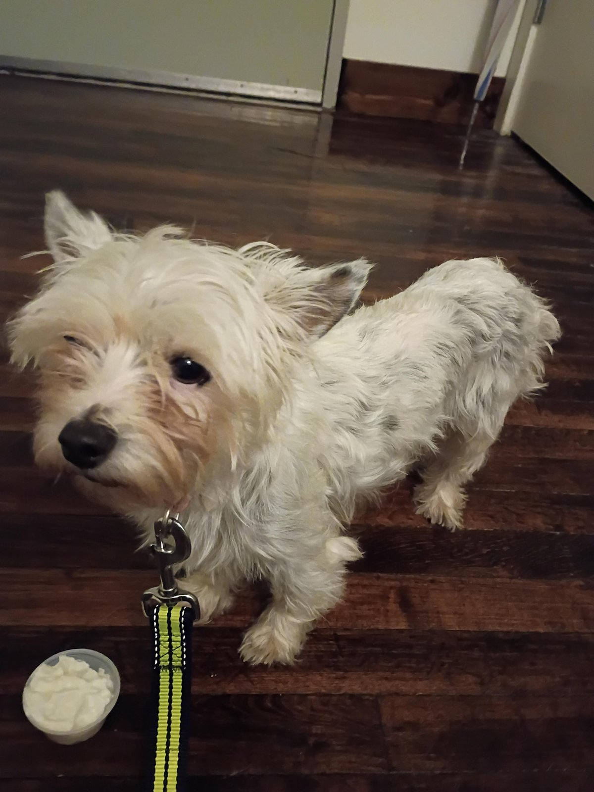 Found Dog in Memphis, Tennessee — listing photo