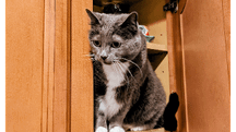 Lost Cat in Detroit, Michigan — listing photo