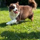 Pet alert in Louisville, Kentucky — Dog needing a good home asap!!!