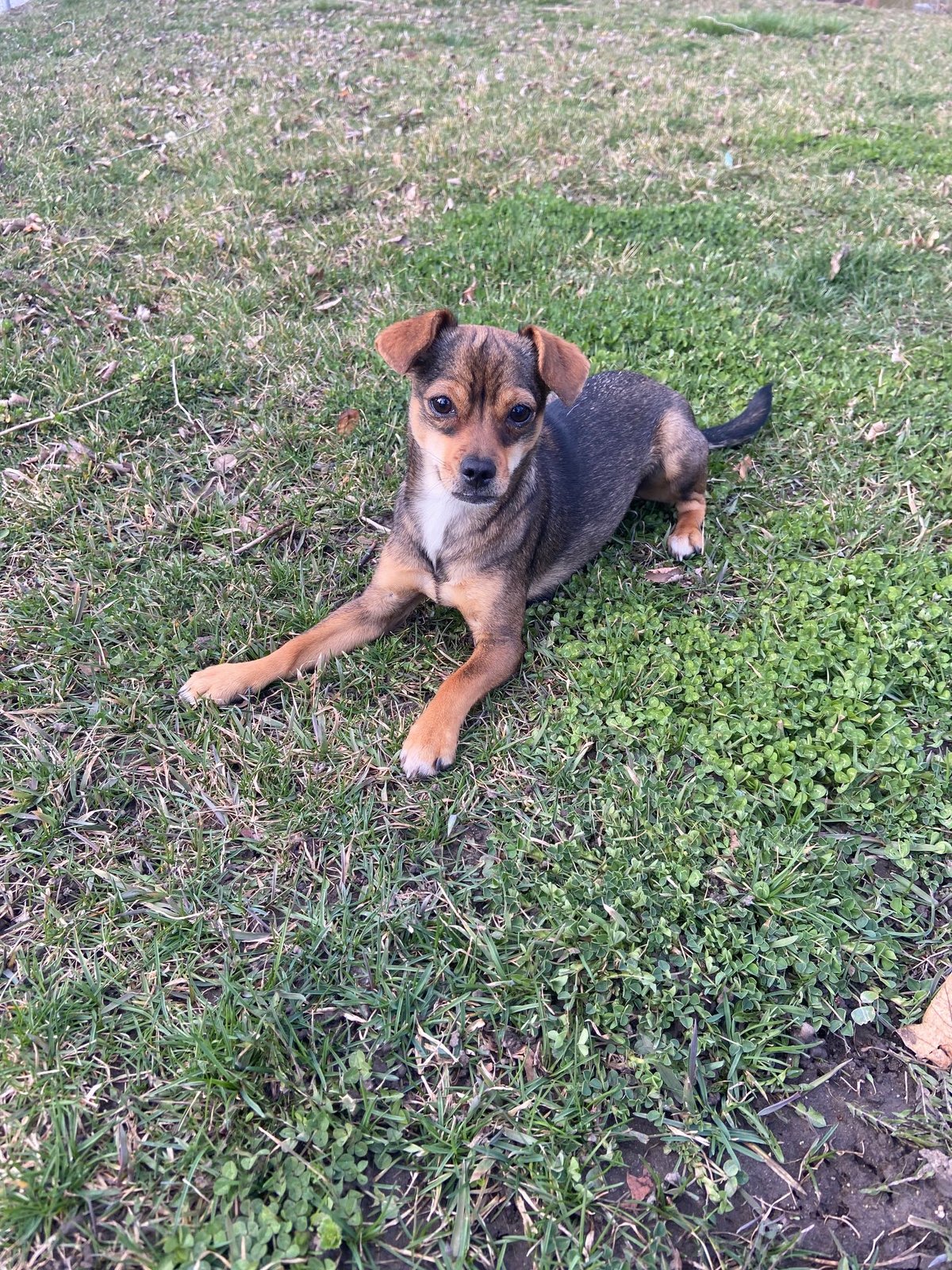 Found Dog in Salt Lake City, Utah — listing photo