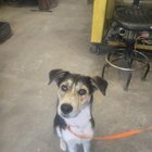 Lost Dog in Norfolk, Virginia — listing photo