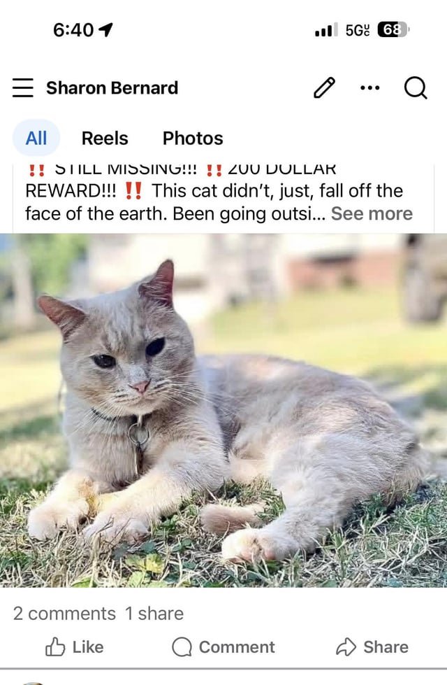 Lost Cat in Clearwater, Florida — listing photo