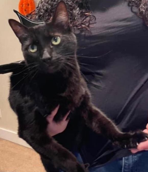 Lost Cat in Mesa, Arizona — listing photo
