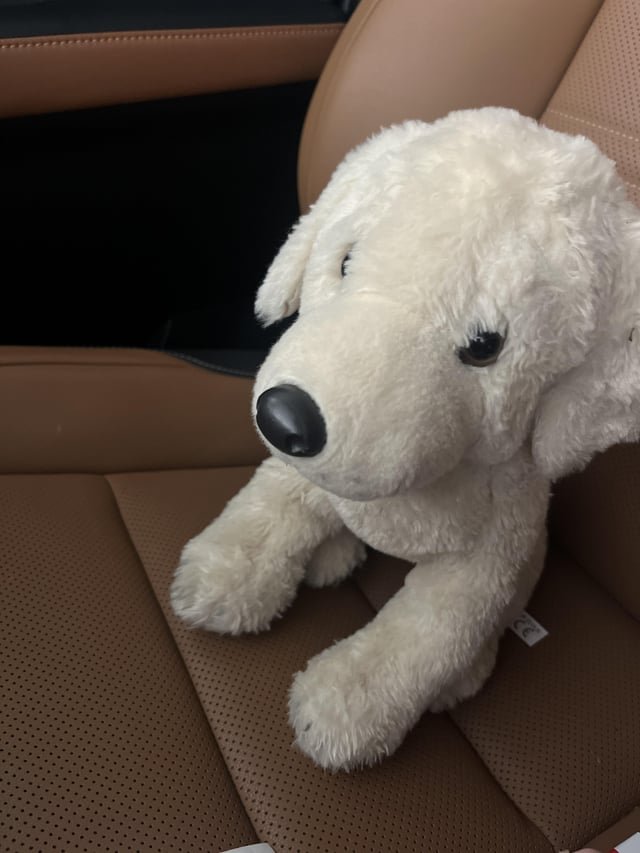 Lost Dog in Ann Arbor, Michigan — listing photo