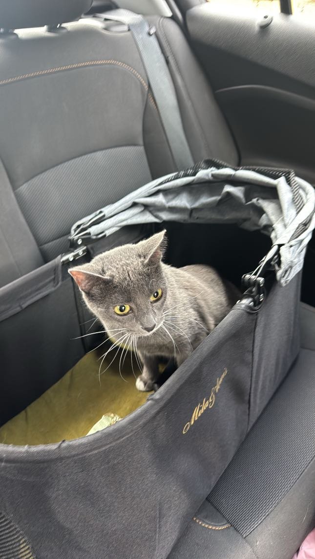 Lost Cat in Brookshire — listing photo