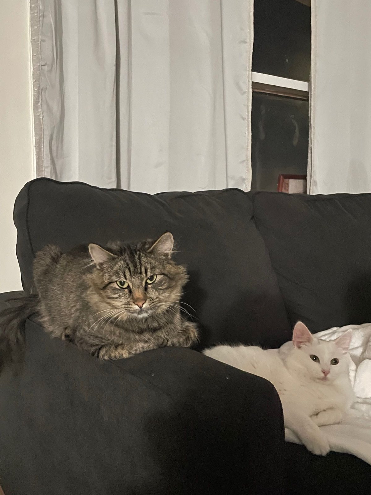 Lost Cat in Mountain View, California — listing photo