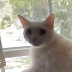 Pet alert in Sacramento, California — URGENT! EMERGENCY REHOMING FOR CATS NEEDED