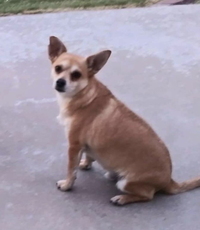 Lost Dog in El Paso, Texas — listing photo