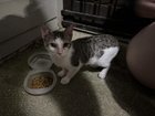 found cat in San Antonio, Texas