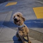 found dog in San Francisco, California