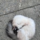 Found Cat in Portland, Oregon — listing photo