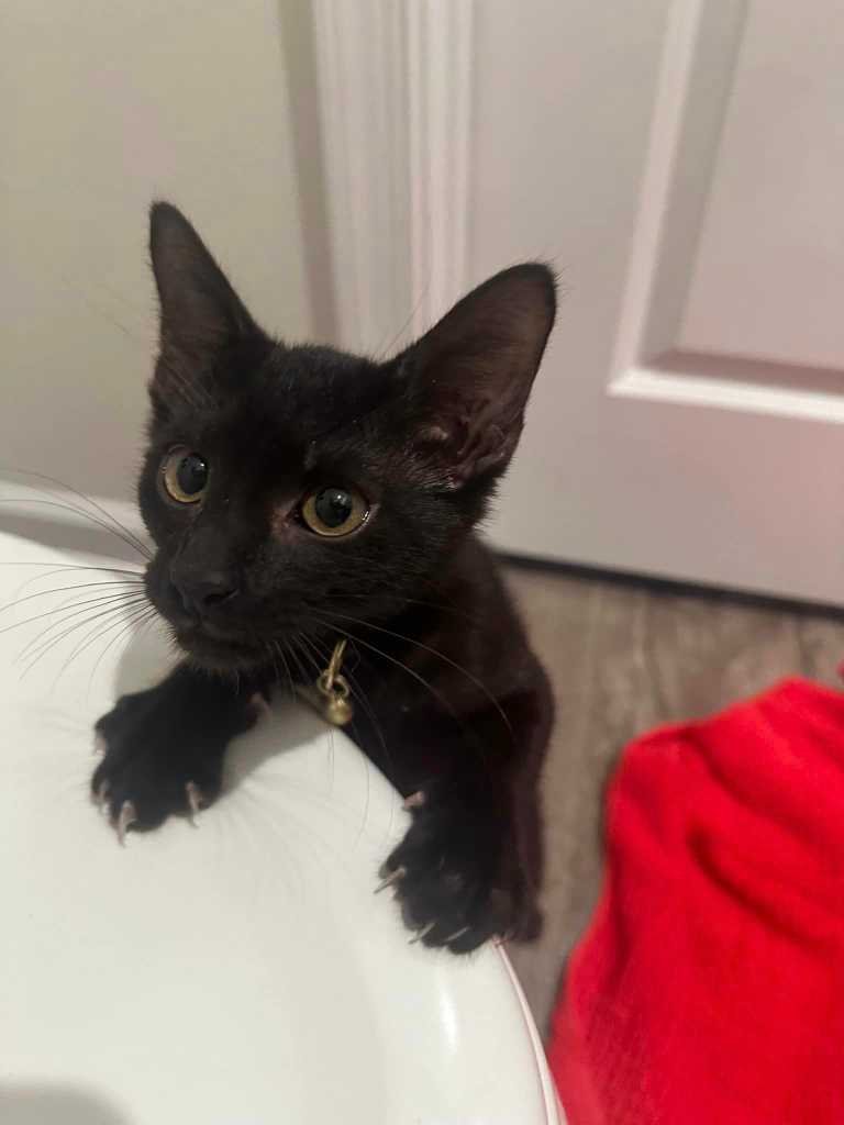 Found Cat in Columbia, South Carolina — listing photo