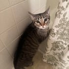 Lost Cat in Austin, Texas — listing photo