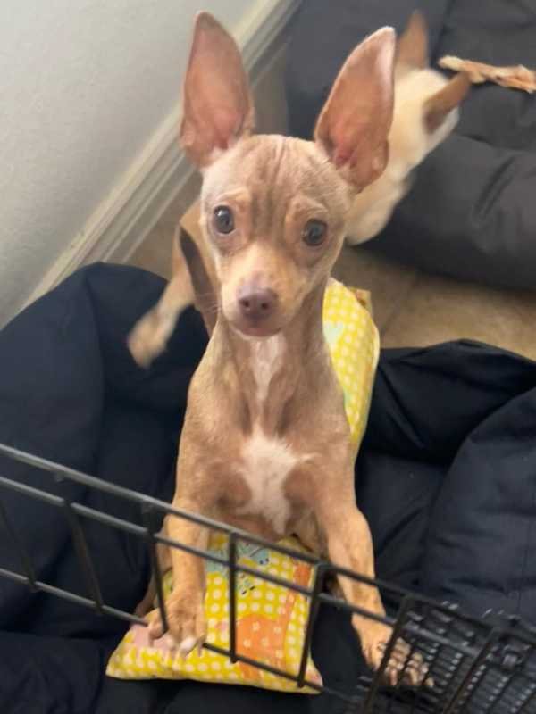 Lost Dog in El Paso, Texas — listing photo