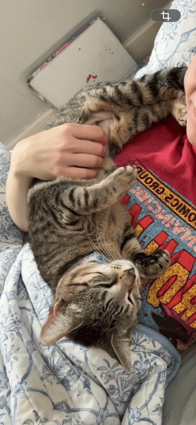 lost cat in Memphis, Tennessee