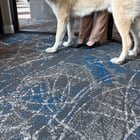 found dog in Colorado Springs, Colorado