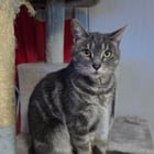 found cat in Columbus, Ohio