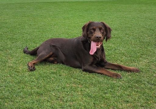 Lost Dog in Tucson, Arizona — listing photo