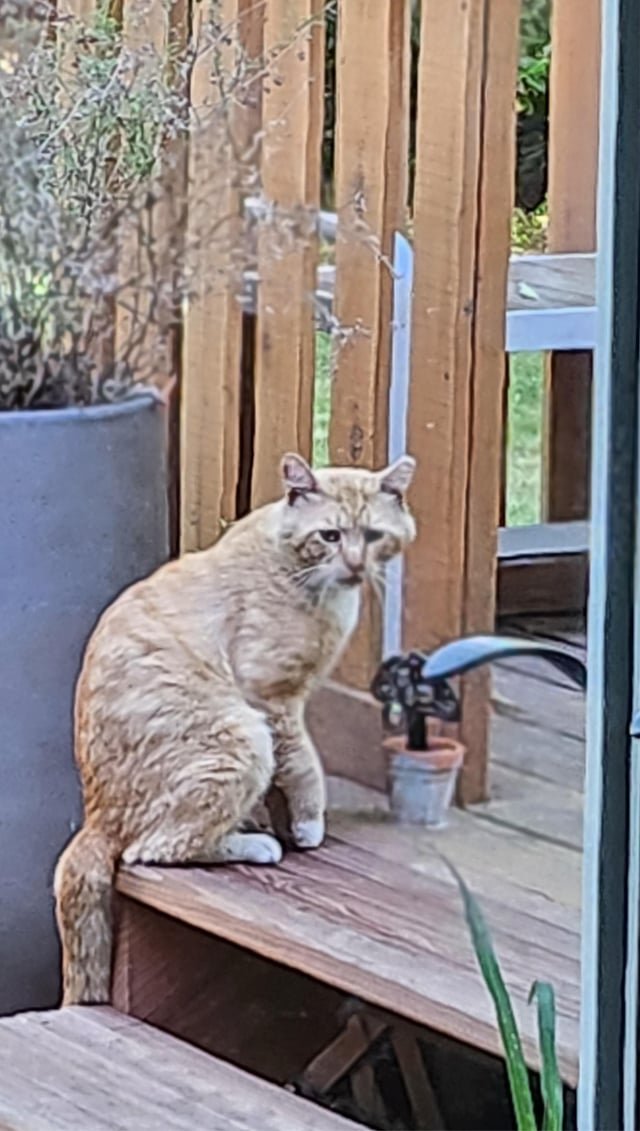 Lost Cat in Sacramento, California — listing photo