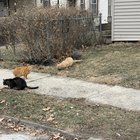 Lost Cat in Columbus, Ohio — What happened to the cats of Avon Pl??