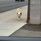 Lost Dog in Albuquerque, New Mexico — listing photo