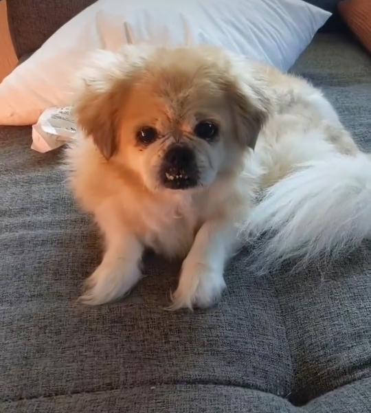 Lost Dog in St. Petersburg, Florida — listing photo