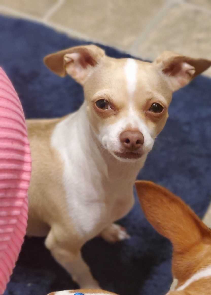 Lost Dog in Salem, Oregon — listing photo