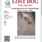 Lost Dog in El Paso, Texas — listing photo