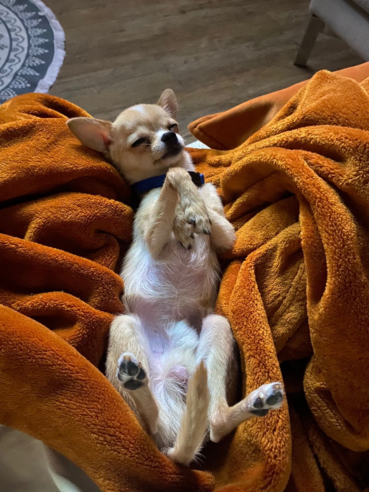 Lost Dog in Tucson, Arizona — listing photo