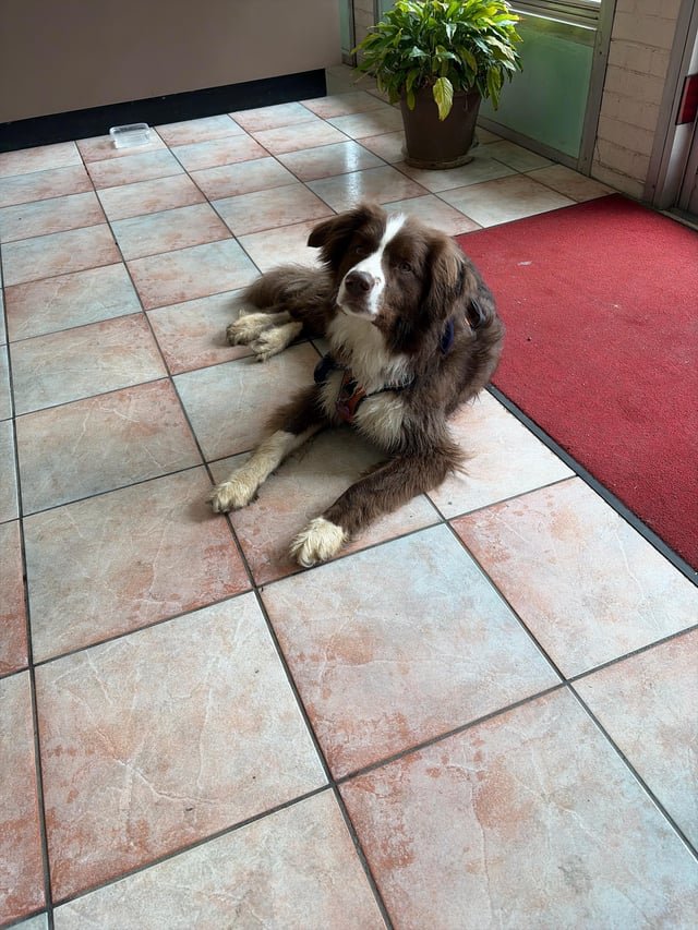 found dog in Asheville, North Carolina
