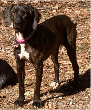 Lost Dog in Cullowhee — listing photo
