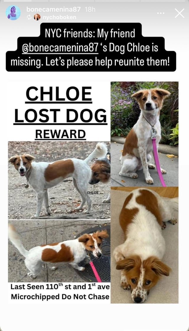 Lost Dog in New York, New York — listing photo