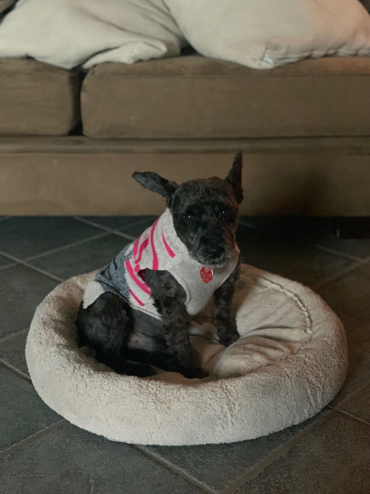 Lost Dog in Tucson, Arizona — listing photo