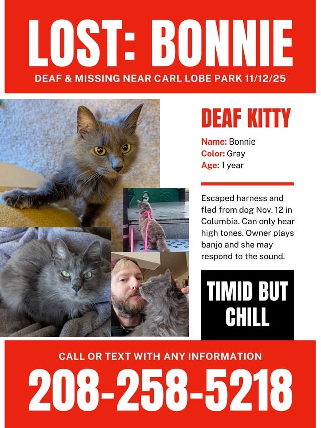 lost cat in Bellingham, Washington