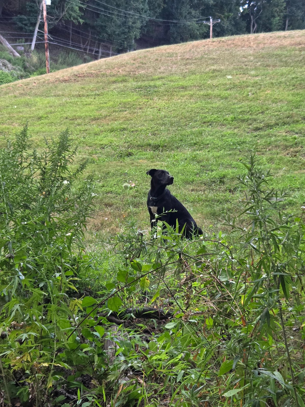 Found Dog in Pittsburgh, Pennsylvania — listing photo
