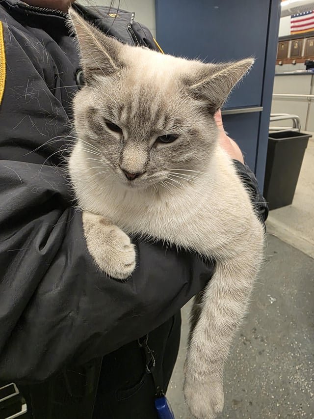 Found Cat in New York, New York — listing photo