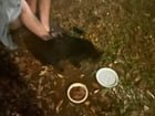 found cat in New Orleans, Louisiana